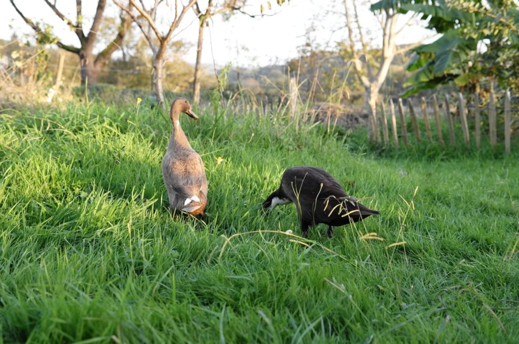 Deux canards entrain de manger dans l'herbe.