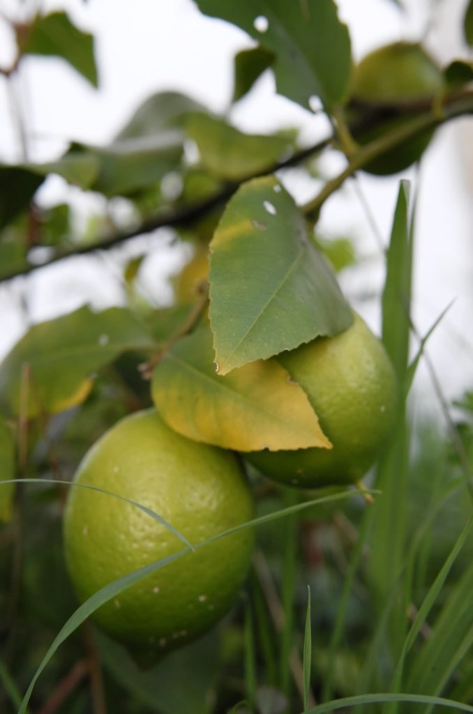 Deux citrons presque murs