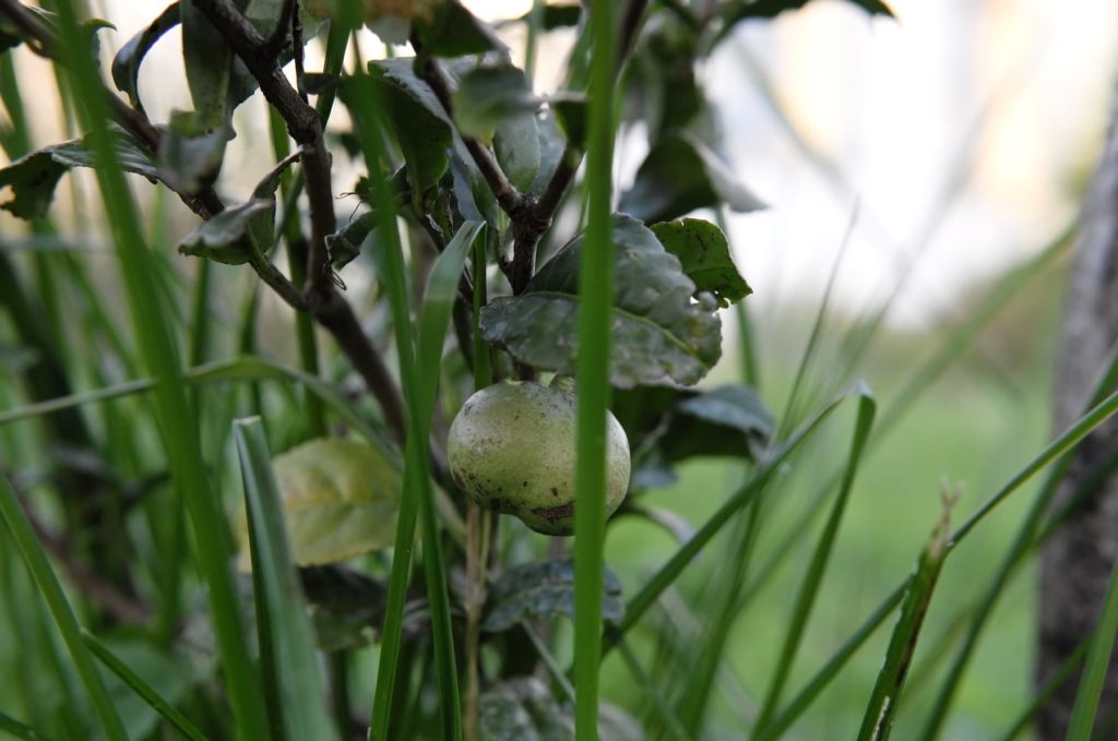 Une branche de théiers avec un fruit