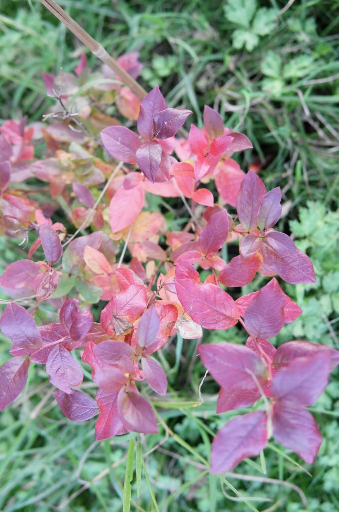 les feuilles rouges du myrtillier