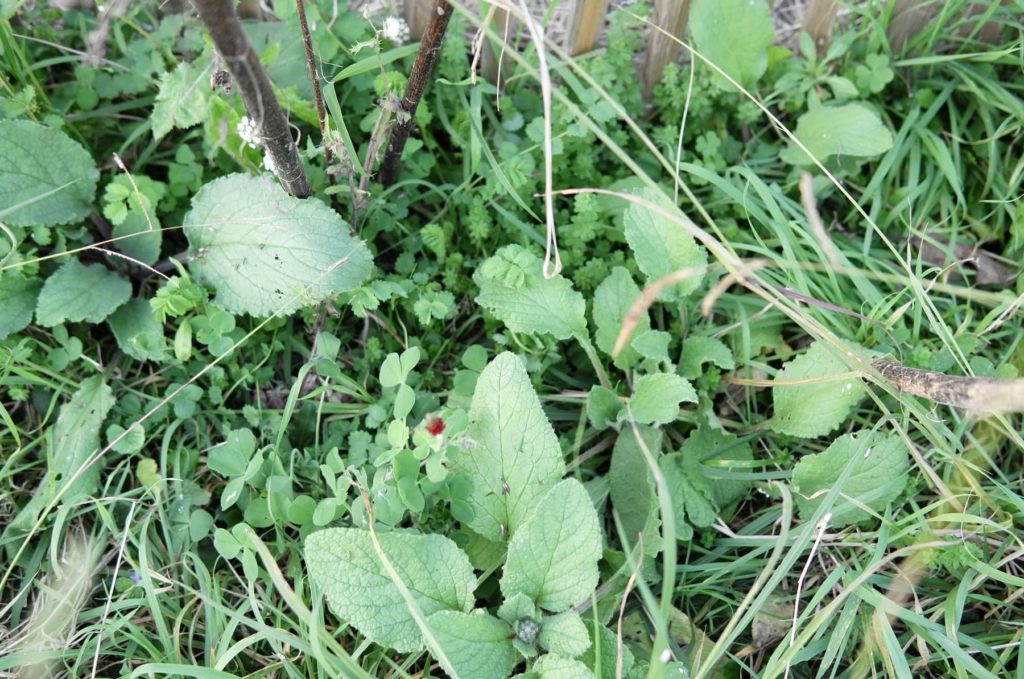 Du trèfle rouge, de la bourrache et d'autres plantes