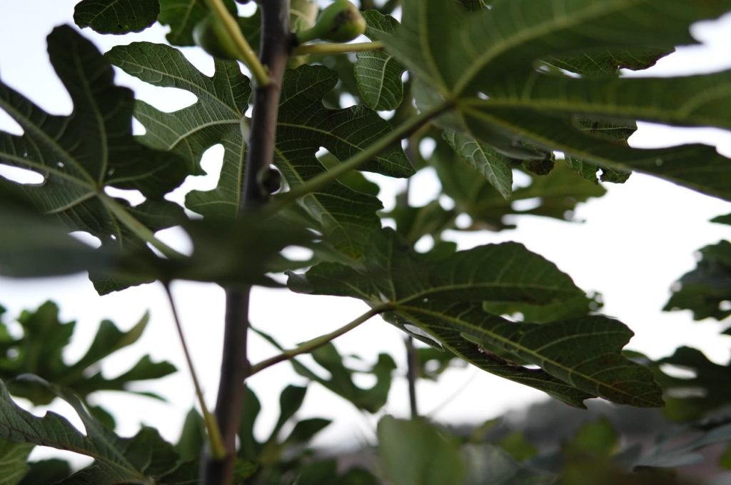 Le figuier avec quelques figues attrofiées