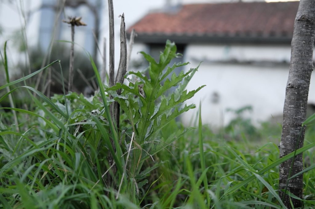 Un artichaut sur fond de bâtiments floues