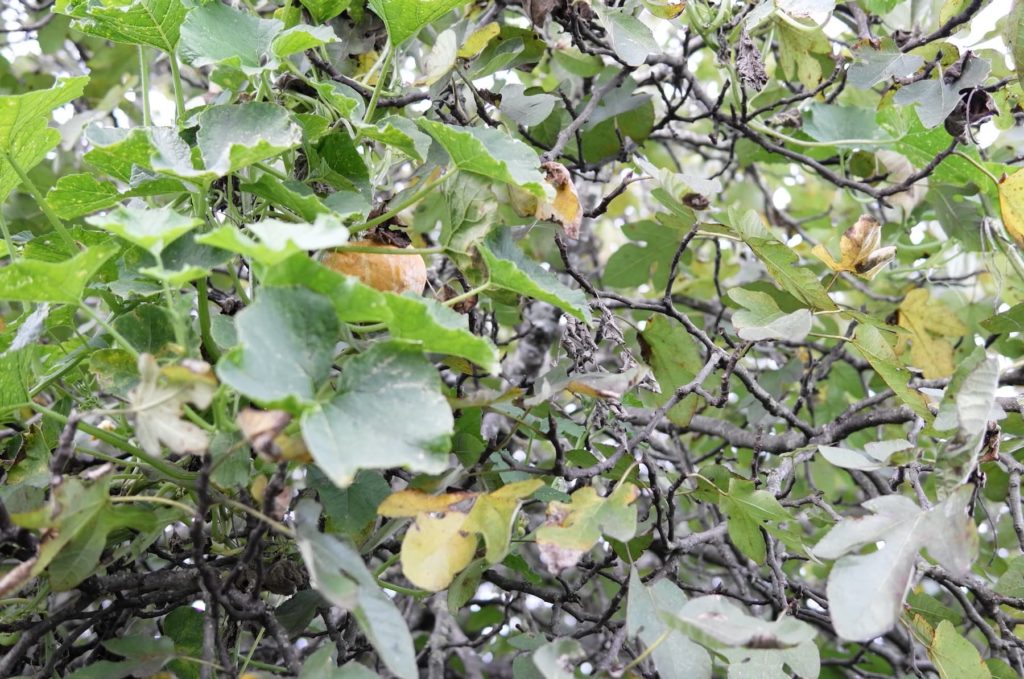 Une courge qui poussé dans les feuilles du figuier