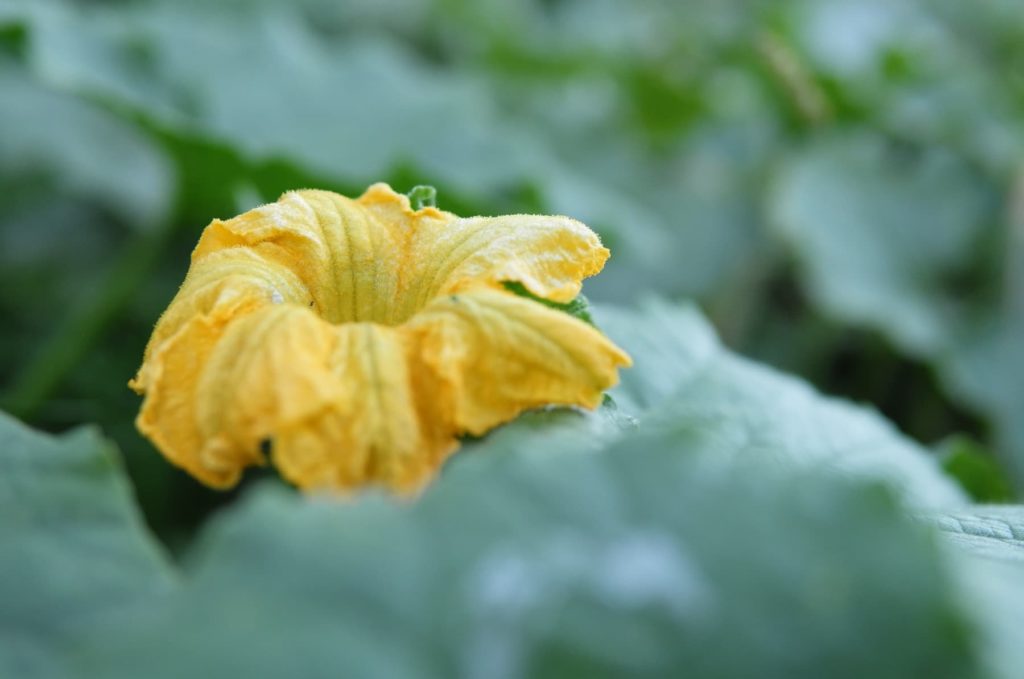 Une fleur jaune sur un fond de feuilles vertes