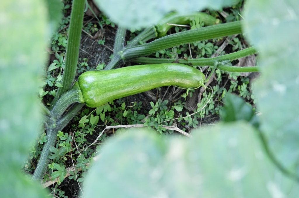 Une courge encore verte encadré de feuilles floues