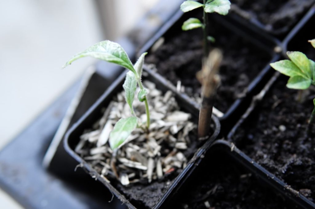 Une plantule issue d'un noyau dans un bac de plants.