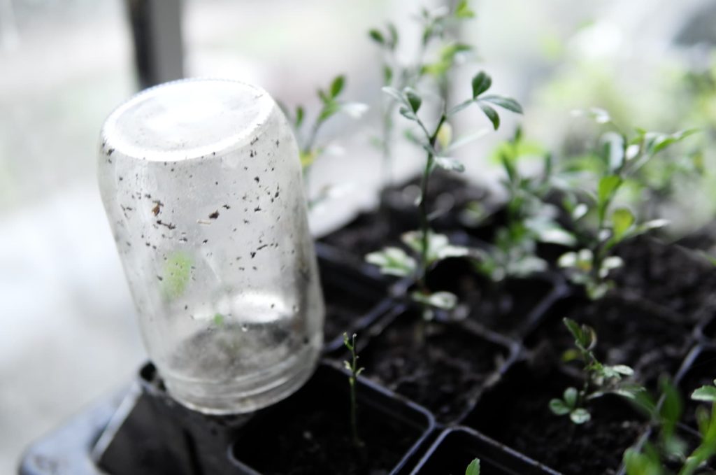 Un pot de confiture recouvre le plant du néflier, à coté quelques plants de poncirus encore petit