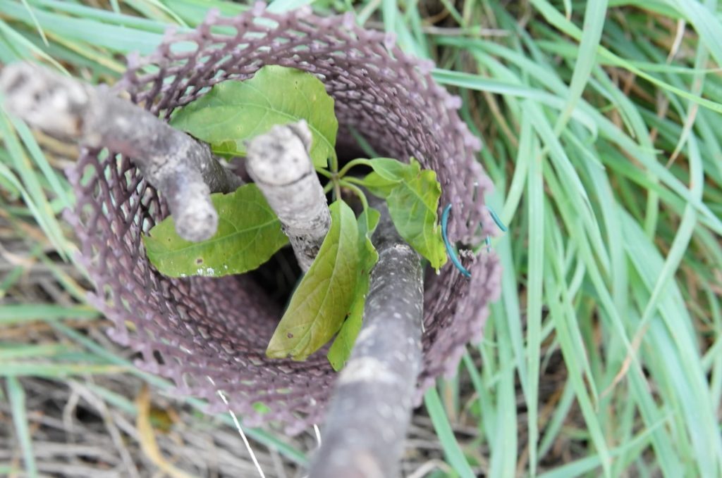 Un bébé avocatier vue de haut, protéger par une gaine anti-chevreuil