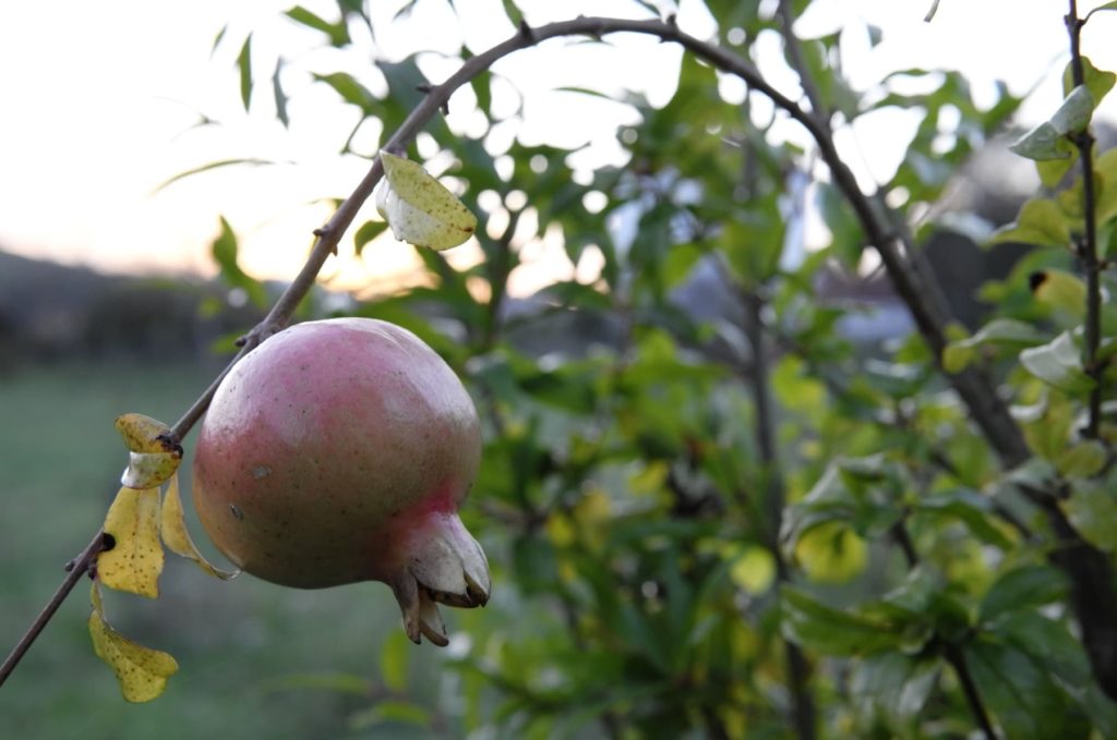 Une grenade, sur une branche dont les feuilles jaunissent