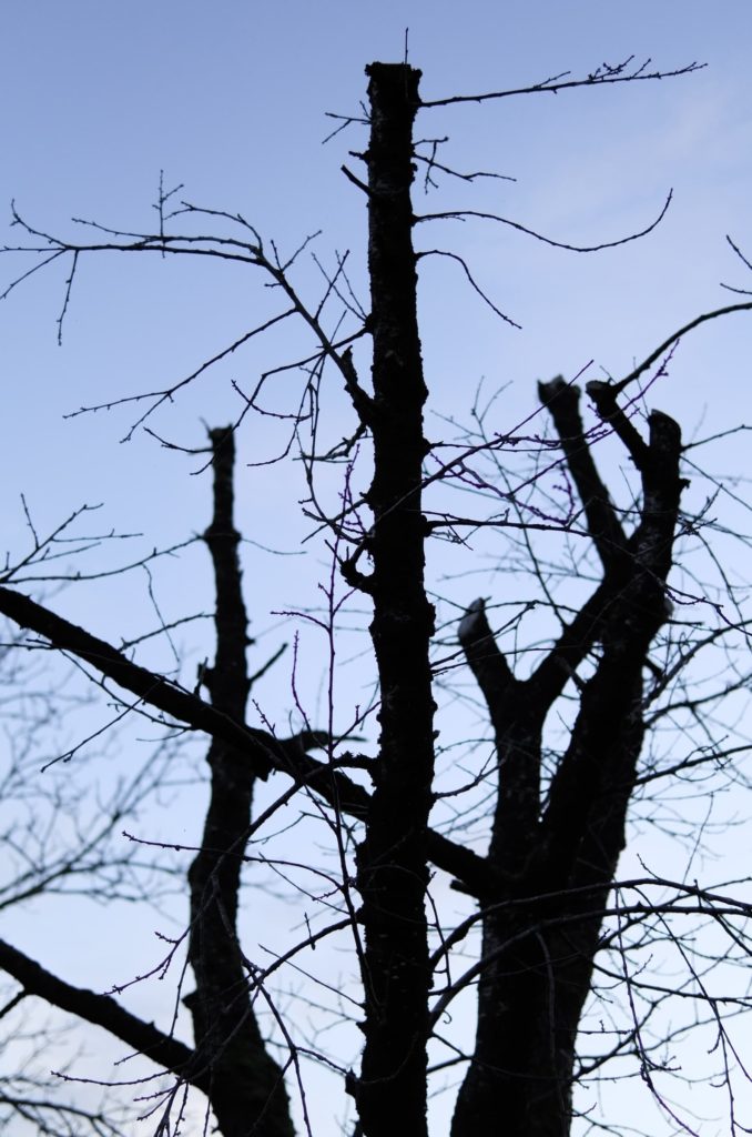 Juste les branches dépouillé du cerisier sur fond de ciel couchant.