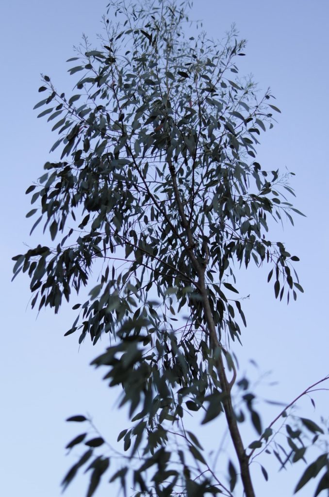 Le jeune eucalyptus montant vers le ciel (avec des frelons qu'on ne voit pas sur la photos)