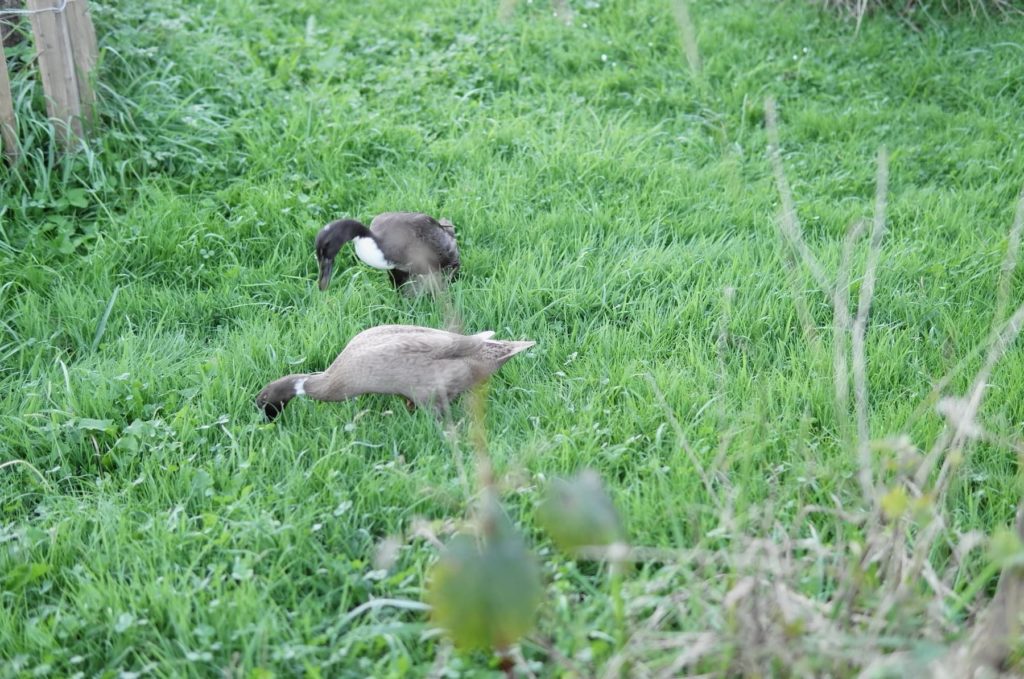 Coin et coin grignotent dans l'herbe.