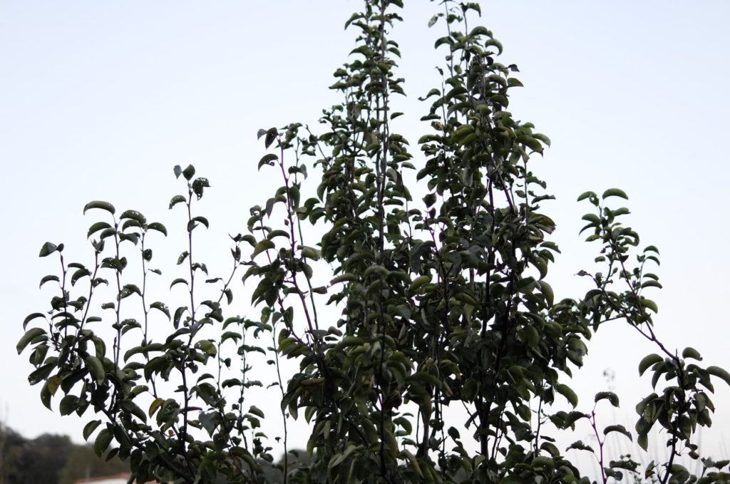 Les branches hautes du nashi se découpent sur le ciel couchant.