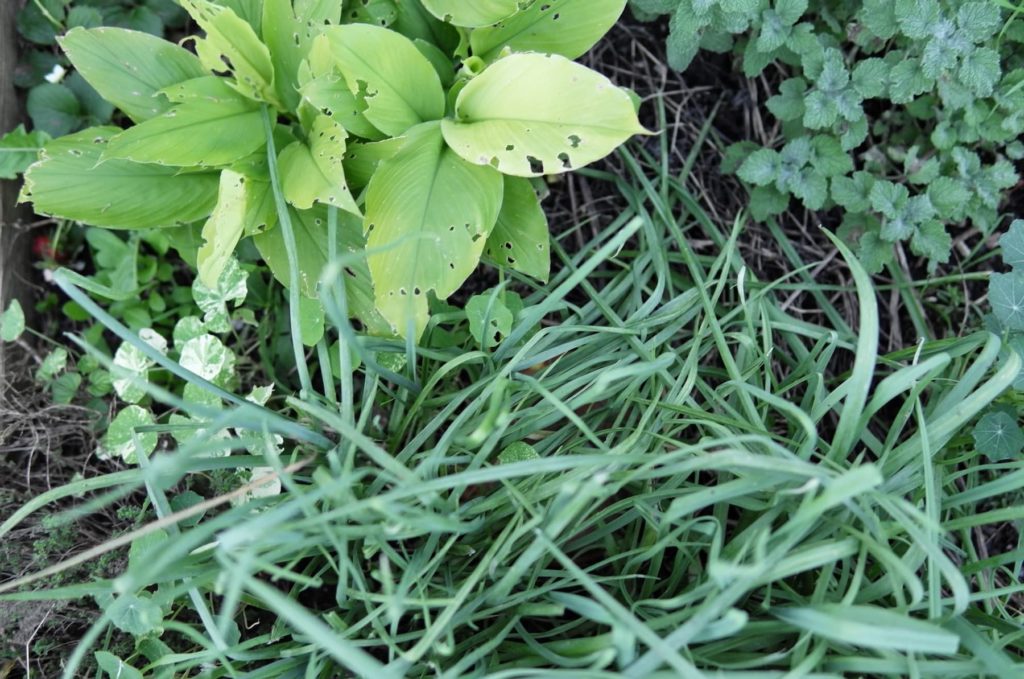 gingembre, capucines, poireaux perpétuels, marrube blanc dans une jardinière vue de haut.