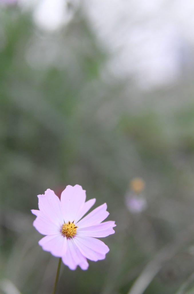 Juste un cosmos violet au cœur doré