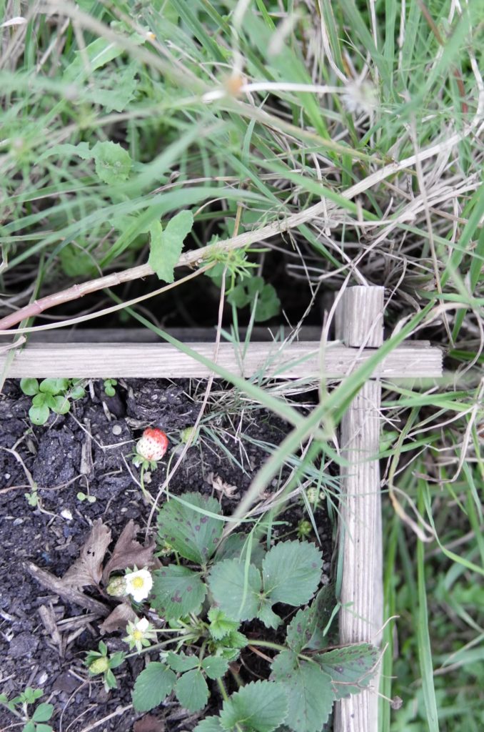 Une fraise pâlotte dans le coin d'un bac.