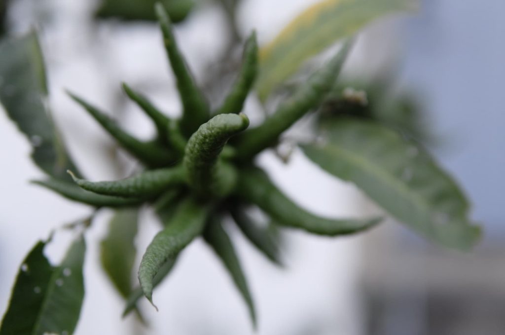 Les tentacules des mains de boudha encore verte surgissent du flou.